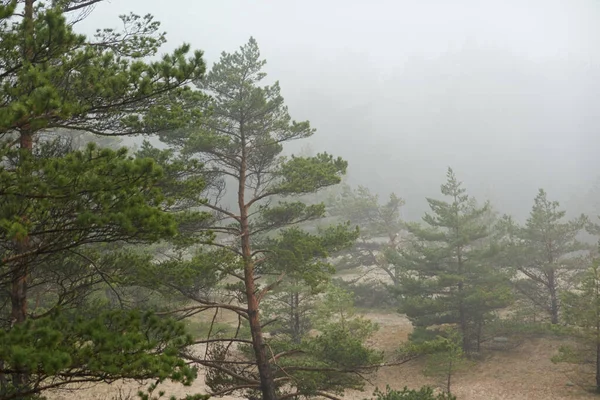 Majestic evergreen forest hills in a thick fog. Mighty pine and spruce trees, plants, moss, fern. Overcast day, rain, fog. Atmospheric landscape. Pure nature, environment, eco tourism, hiking