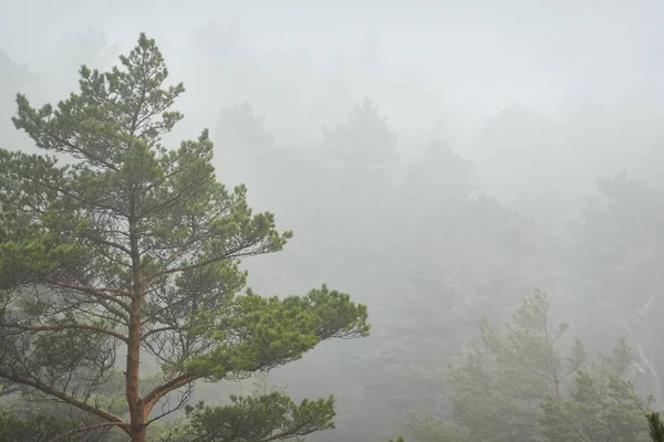 Majestic Evergreen Forest Thick White Fog Pine Spruce Trees Rainy — Stock Photo, Image