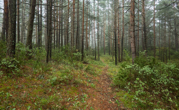 Pathway through the majestic evergreen forest. Mighty pine and spruce trees, plants, moss, fern. Overcast day, rain, fog. Atmospheric landscape. Nature, seasons, environment, eco tourism, hiking