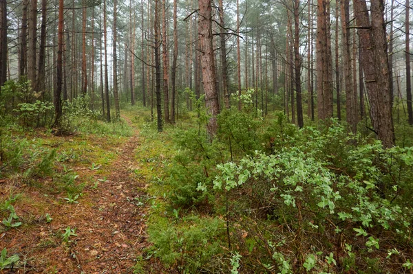 Vägen Genom Den Majestätiska Vintergröna Skogen Mäktiga Tall Och Gran — Stockfoto