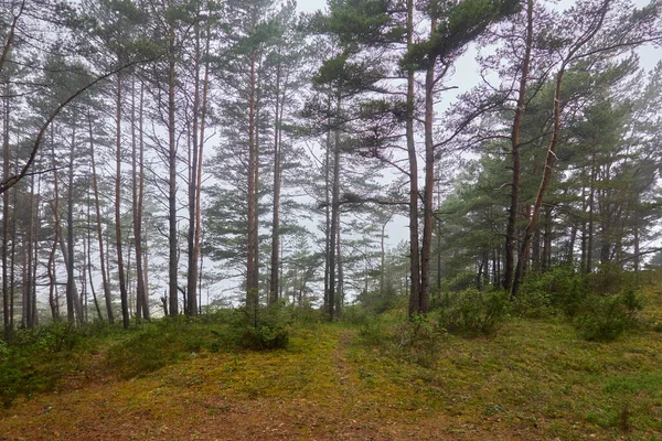 Caminho Através Majestosa Floresta Perene Pinheiros Poderosos Abetos Plantas Musgo — Fotografia de Stock