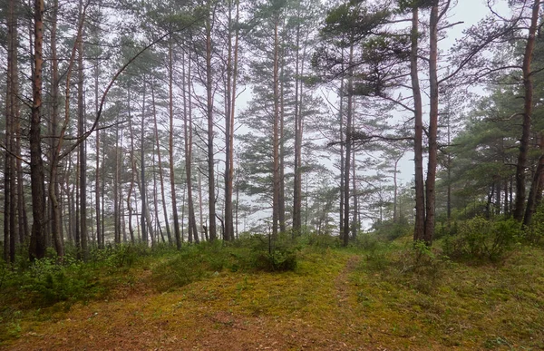 Pfad Durch Den Majestätischen Immergrünen Wald Mächtige Kiefern Und Fichten — Stockfoto