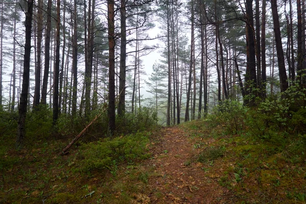 Drum Prin Maiestuoasa Pădure Veșnic Verde Pini Puternici Molid Plante — Fotografie, imagine de stoc