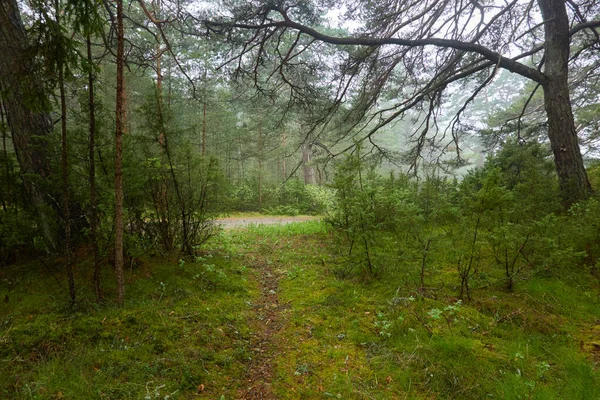 Caminho Através Majestosa Floresta Perene Pinheiros Poderosos Abetos Plantas Musgo — Fotografia de Stock