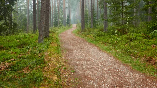 Caminho Através Majestosa Floresta Perene Pinheiros Poderosos Abetos Plantas Musgo — Fotografia de Stock