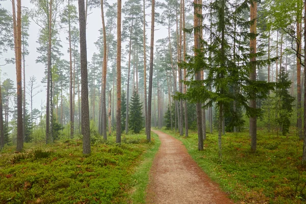 Vägen Genom Den Majestätiska Vintergröna Skogen Mäktiga Tall Och Gran — Stockfoto