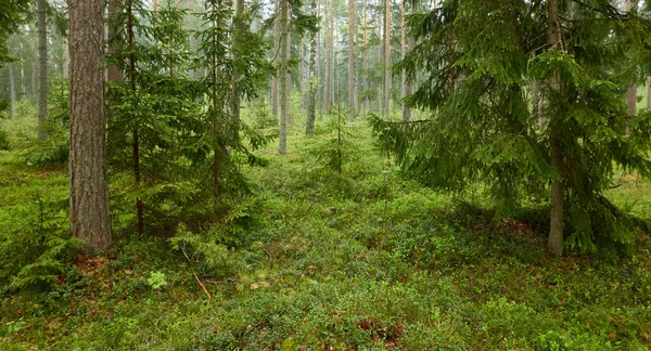 Величественный Вечнозеленый Лес Могучие Сосны Ели День Пасмурный Дождь Атмосферный — стоковое фото