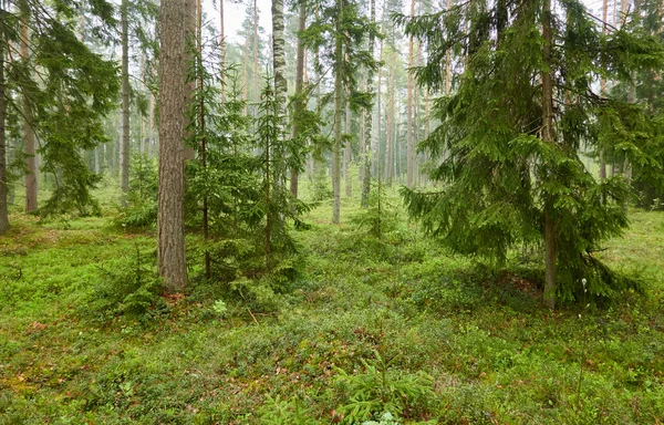 Величественный Вечнозеленый Лес Могучие Сосны Ели День Пасмурный Дождь Атмосферный — стоковое фото
