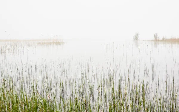 Una Vista Del Lago Del Bosque Río Día Lluvioso Niebla — Foto de Stock