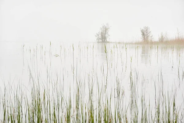 森の湖 の眺め 雨の日 濃い霧 木のシルエット 牧歌的なモノクロの風景 純粋な自然 生態学 生態学的保護区 エコツーリズム — ストック写真