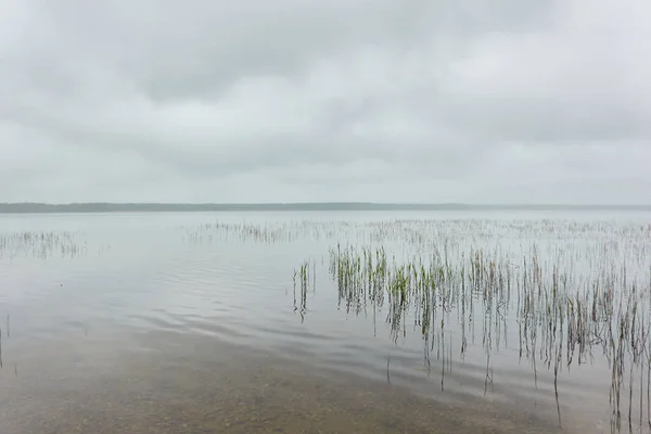 Вид Лесное Озеро Реку Зеленые Растения Дождливый День Густой Туман — стоковое фото