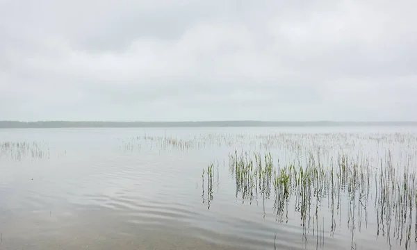 Une Vue Sur Lac Forestier Rivière Des Plantes Vertes Jour — Photo
