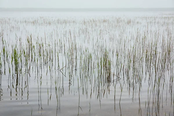 Una Vista Del Lago Del Bosque Río Plantas Verdes Día — Foto de Stock