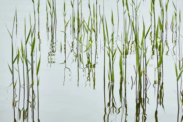 Reflektioner Kristallklart Vatten Gröna Växter Abstrakt Naturlig Struktur Bakgrund Grafiska — Stockfoto