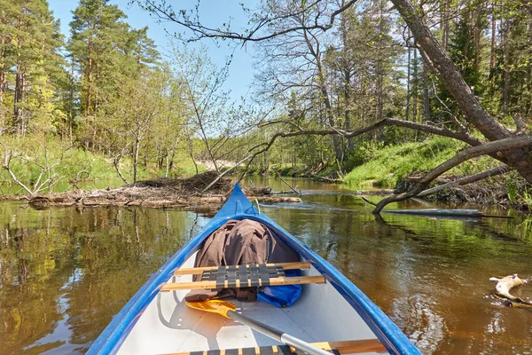 Canoe riding on Irbe river. Kurzeme, Latvia. Forest. mighty trees, reflections in water. Nature, ecology, eco tourism, hiking, leisure activity, boating, rowing, sport, healthy lifestyle, wanderlust