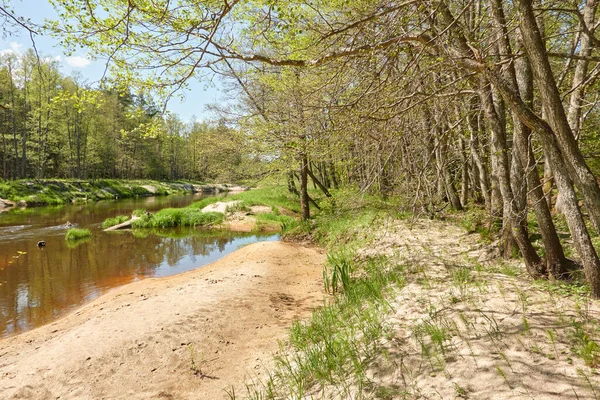 Panoramic View Irbe River Kurzeme Latvia Sandy Shore Beach Majestic — Stock Photo, Image