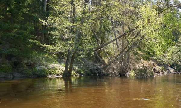 Vista Panorâmica Rio Irbe Kurzeme Letónia Majestosa Floresta Sempre Verde — Fotografia de Stock