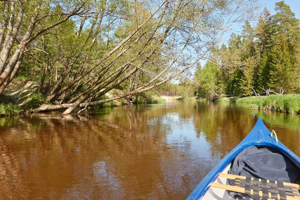 Canoë Sur Rivière Irbe Kurzeme Lettonie Forest Puissants Arbres Des — Photo