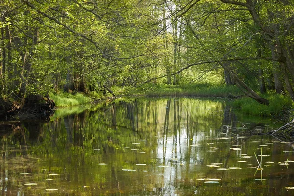 Vista Panorâmica Rio Irbe Kurzeme Letónia Majestosa Floresta Sempre Verde — Fotografia de Stock