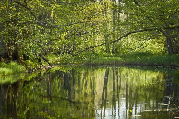 Panoramiczny Widok Irbe Kurzeme Łotwa Majestatyczny Wiecznie Zielony Las Drzewa — Zdjęcie stockowe