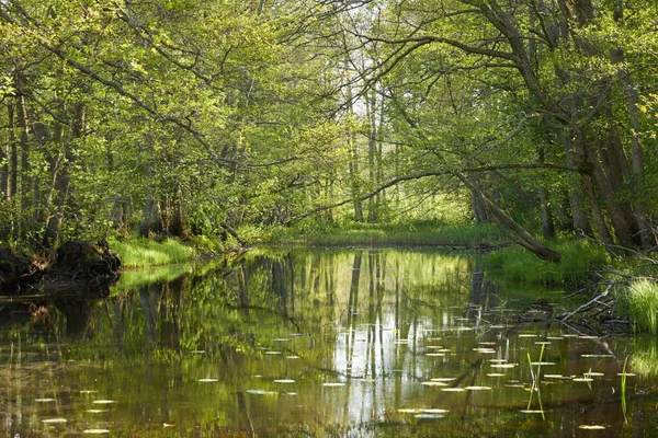 Vista Panorâmica Rio Irbe Kurzeme Letónia Majestosa Floresta Sempre Verde — Fotografia de Stock