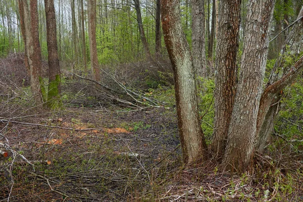 Fák Bokrok Készülnek Tűzifára Közelről Fogalom Erdei Táj Környezetvédelem Ökológiai — Stock Fotó