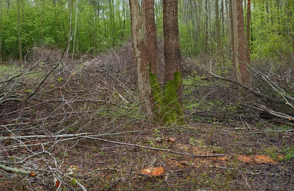 Árboles Arbustos Preparados Para Leña Cerca Concepto Paisaje Forestal Medio — Foto de Stock