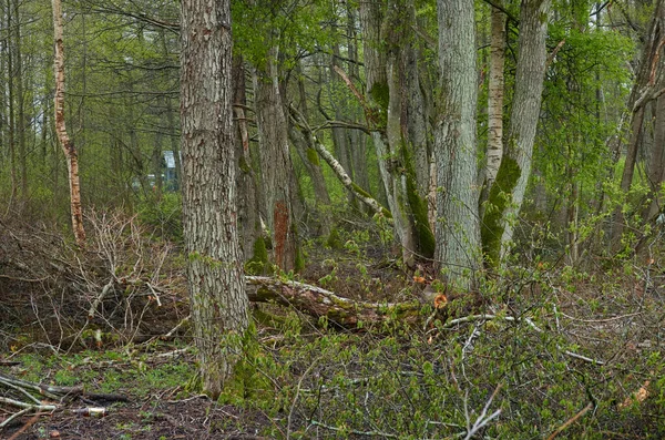 Árboles Arbustos Preparados Para Leña Cerca Concepto Paisaje Forestal Medio — Foto de Stock