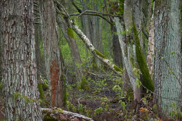 Park Leśny Liściasty Drzewa Rośliny Zielone Liście Miękkie Światło Słoneczne — Zdjęcie stockowe