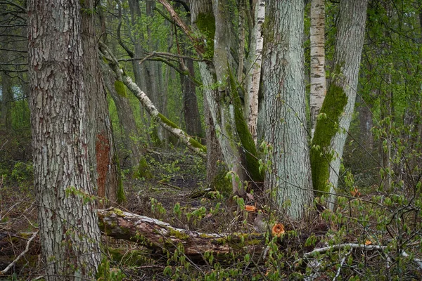 Árvores Arbustos Preparados Para Lenha Perto Paisagem Florestal Conceitual Ambiente — Fotografia de Stock