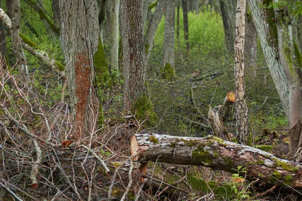 Yakacak Odun Için Ağaçlar Çalılar Hazır Yakın Plan Orman Manzarası — Stok fotoğraf