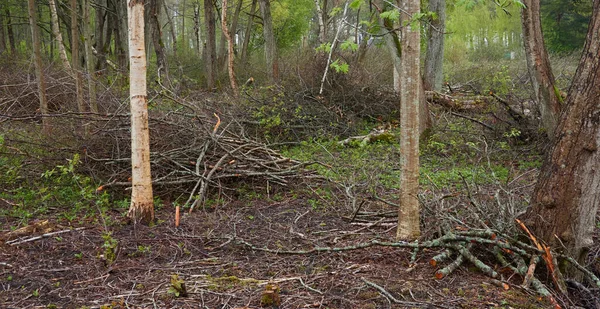 Árboles Arbustos Preparados Para Leña Cerca Concepto Paisaje Forestal Medio — Foto de Stock