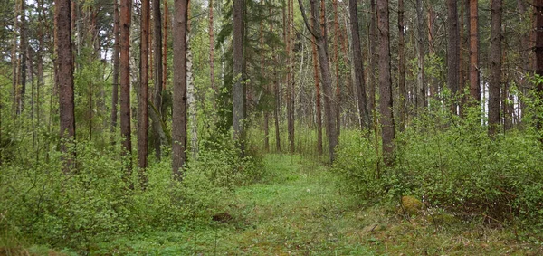 Een Vroom Bospark Bomen Planten Groene Bladeren Zacht Zonlicht Sfeervol — Stockfoto