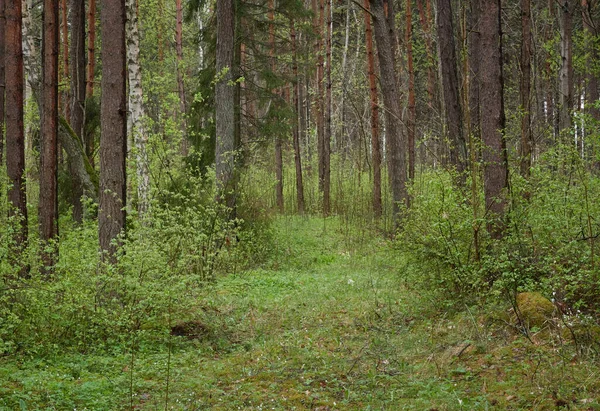 Lövskogspark Träd Växter Gröna Blad Mjukt Solljus Atmosfäriskt Landskap Natur — Stockfoto