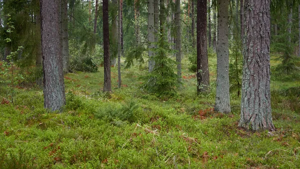 Pfad Durch Den Majestätischen Immergrünen Wald Mächtige Kiefern Und Fichten — Stockfoto