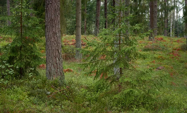 Μονοπάτι Μέσα Από Μαγευτικό Καταπράσινο Δάσος Δυνατά Πεύκα Και Έλατο — Φωτογραφία Αρχείου