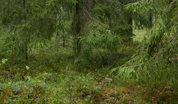 Görkemli Evergreen Ormanı 'na giden yol. Güçlü çam ve çam ağaçları. Yumuşak güneş ışığı. Atmosferik manzara. Doğa, mevsimler, çevre, eko turizm