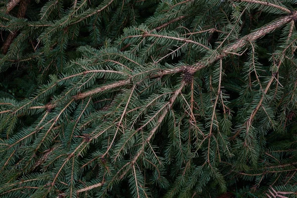 Junger Fichtenzweig Mit Zapfen Nahaufnahme Majestätischer Immergrüner Kiefernwald Düstere Atmosphärische — Stockfoto