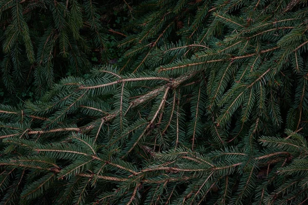 Mladá Smrková Větev Kuželem Zblízka Majestátní Věčně Zelený Borový Les — Stock fotografie