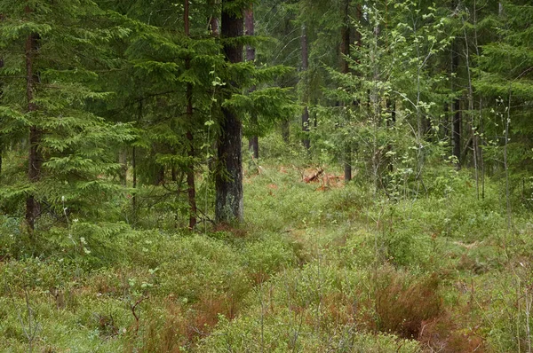 Pathway Door Het Majestueuze Groenblijvende Bos Machtige Dennen Sparrenbomen Zacht — Stockfoto