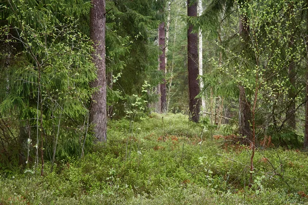 Cesta Přes Majestátní Věčně Zelený Les Mohutné Borovice Smrky Měkké — Stock fotografie