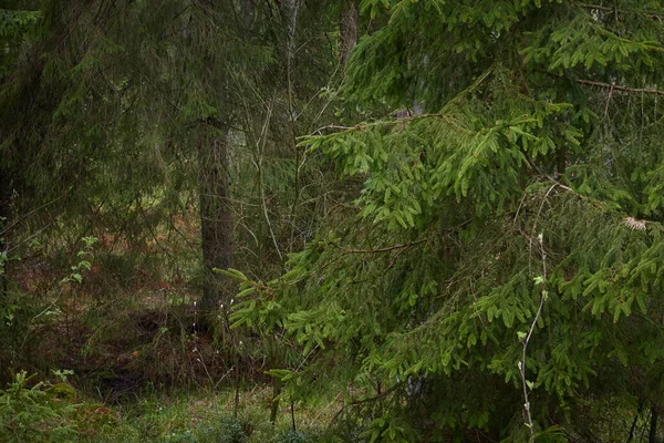 Caminho Através Majestosa Floresta Perene Pinheiros Poderosos Árvores Abeto Luz — Fotografia de Stock