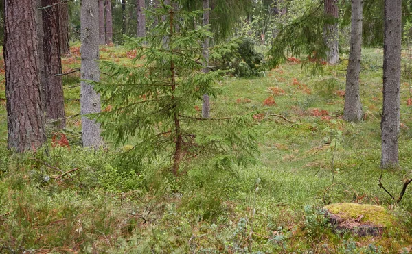 Cesta Přes Majestátní Věčně Zelený Les Mohutné Borovice Smrky Měkké — Stock fotografie