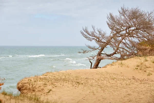 Östersjökusten Efter Regnet Sanddyner Sandgräs Ensamma Tallar Blå Himmel Glödande — Stockfoto