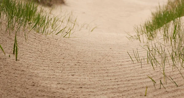Sand Dunes Texture Close Baltic Sea Shore Beach Dune Grass — Stock Photo, Image