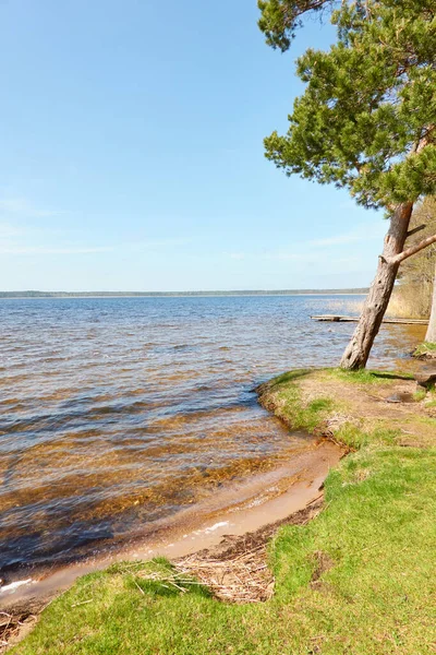 Fiume Foresta Lago Una Giornata Sole Molo Legno Albero Possente — Foto Stock