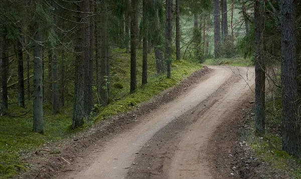 Landsväg Vandringsled Stig Genom Den Majestätiska Norra Vintergröna Skogen Mäktiga — Stockfoto