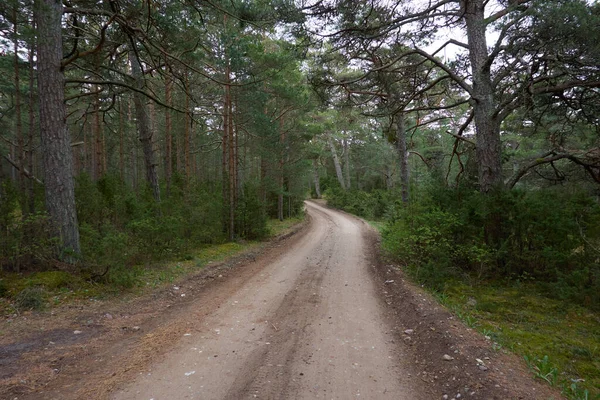 Landsväg Vandringsled Stig Genom Den Majestätiska Norra Vintergröna Skogen Mäktiga — Stockfoto