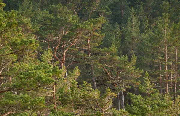 Görkemli Evergreen Ormanı. Güçlü çam ve çam ağaçları, yosun, eğrelti otu, bitkiler. Yumuşak ışık. Baharın başında. Saf doğa. Ekoloji, yürüyüş, temiz hava, sağlıklı yaşam tarzı.