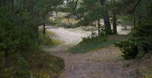 Landelijke Weg Wandelpad Pad Door Het Majestueuze Noordelijke Altijdgroene Bos — Stockfoto